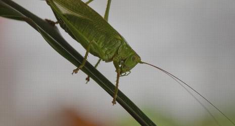 ¿Qué opinan los expertos sobre el uso de Raspadores de Lengua?